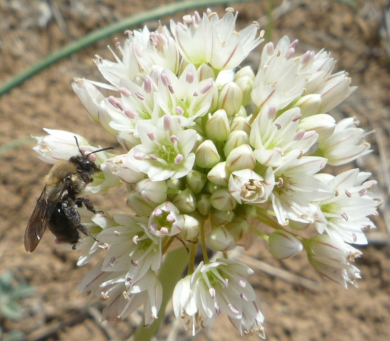 High Resolution Allium diabolense Flower